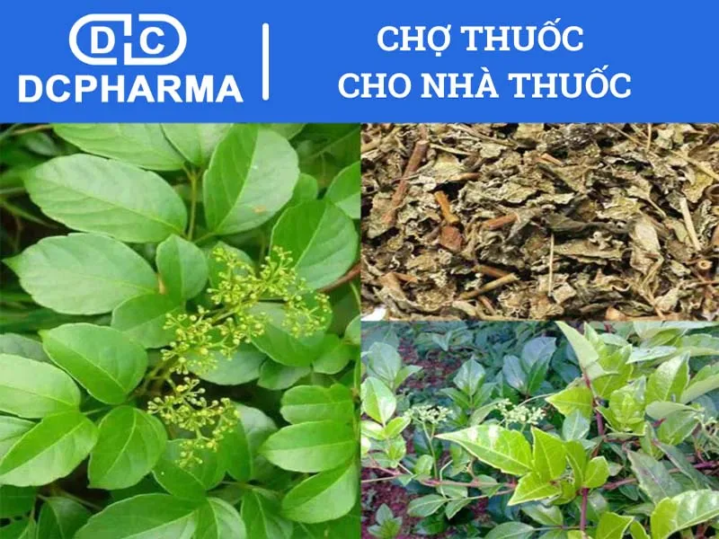 Thành phần của thuốc Dạ Dày Nhất Nhất